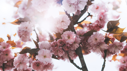 sakura blossom on background sun flare, macro pink cherry tree in spring garden, beautiful romantic flowers for card clean space for text, blooming flora outdoor springtime concept