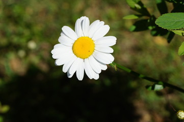 Wiosenny kwiat