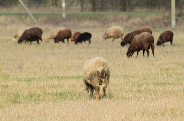 Sheep in the pasture