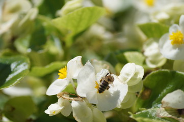 Szczęśliwa pszczoła