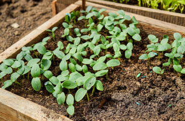 Shoots of cucumbers. Dicotyledonous leaves. Seedlings cucumbers.
