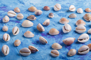 Various seashells pattern on a blue concrete background, side view.