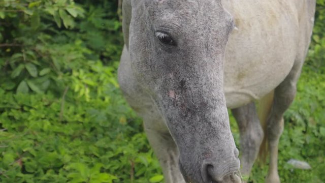 Slow Motion: Close Up on a Grey Horse Nibbling on Green Plants in Nord, Haiti