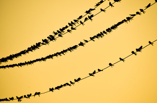 Silhouettes of swallows on wires. at sunset wire and swallows
