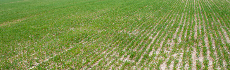 The field of young wheat. Background green grass.