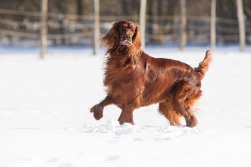 Hund Irish red Setter im Schnee