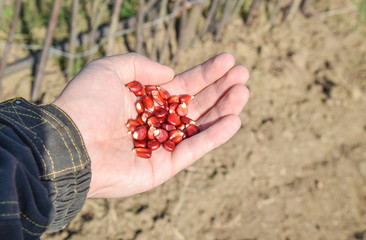 Sowing of maize out of hand