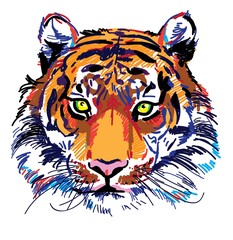 Tiger head Multicolored sketch. Indian, Amur tiger. Drawing markers, pop art. Stylish poster. - 261143540