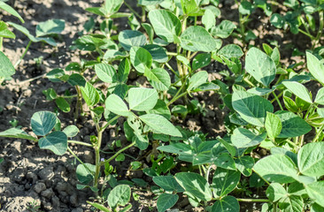 the Soy field. Midge in the leaves of soy.