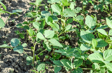 the Soy field. Midge in the leaves of soy.