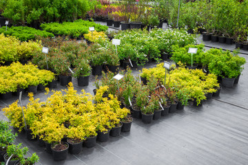Fototapeta na wymiar Young spirea plants in plastic pots, seedling of trees, bushes, plants at plant nursery.