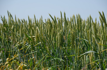 Spikelets of green wheat. Ripening wheat in the field.