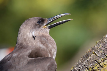 Inkaseeschwalbe / Inca tern / Larosterna inca...