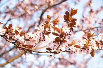 Spring blossom trees