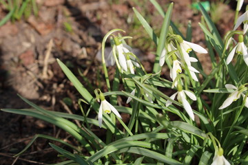 snowdrops in early spring