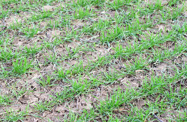 Spring winter wheat field