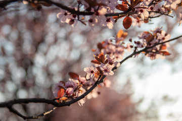 Spring blossom trees