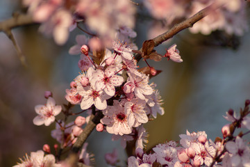 Spring blossom trees