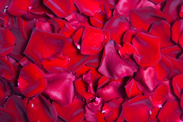 Background of fresh red rose petals