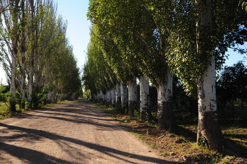 Alamos
