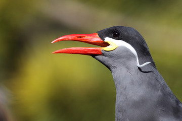 Inkaseeschwalbe / Inca tern / Larosterna inca.