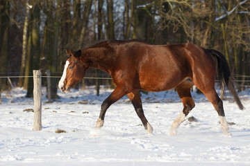 Pferd Stute im Schnee