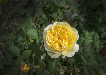 Gorgeous double yellow rose flowers