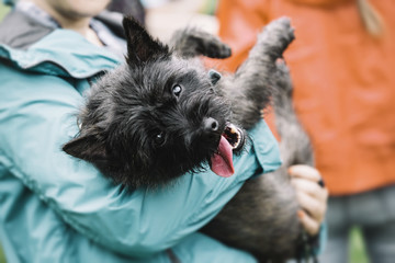 A person carries a tired and happy dog tired on a walk. Cairn Terrier. - obrazy, fototapety, plakaty