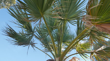 Sun Palm