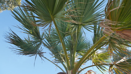 Sun Palm
