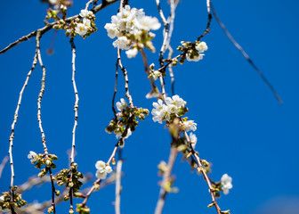 Cherry flower in bloom