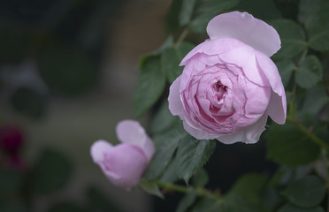 Beautiful rose flowers closeup