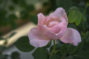 Beautiful rose flowers closeup