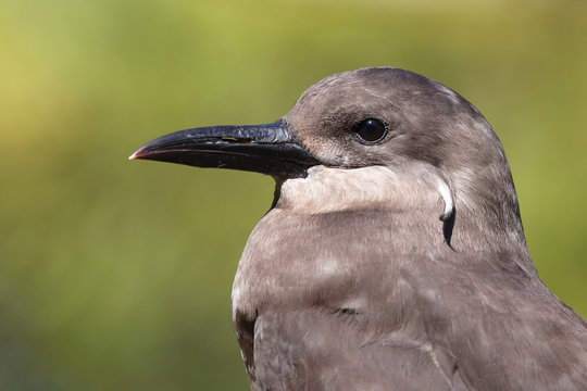 รูปภาพTerna – เลือกดูภาพถ่ายสต็อก เวกเตอร์ และวิดีโอ134 | Adobe Stock