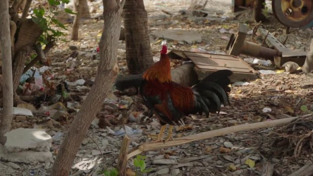 Slow Motion: A Rooster Proudly Balances on a Low Branch  in Chouchou Bay, Haiti