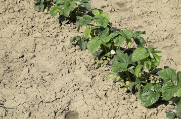 The bed of strawberries in the garden. Strawberry blossoms and bears fruit