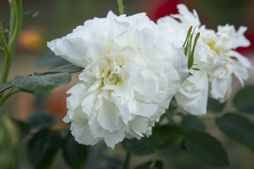 Beautiful double white rose flowers closeup