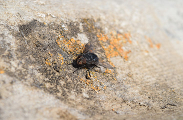 Big black fly