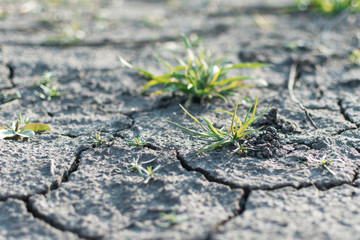 Dry cracked ground with growing green plants.