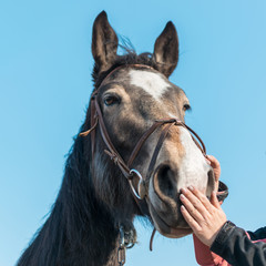 Harnessing a horse. Putting a horse on a horse face.