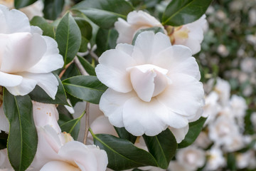 Nuccio's Gem Camellia in bloom on 16th Street NW,  in Washington, DC.