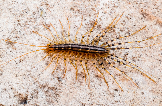 Entophobia Bilder – Durchsuchen 22 Archivfotos, Vektorgrafiken und ...