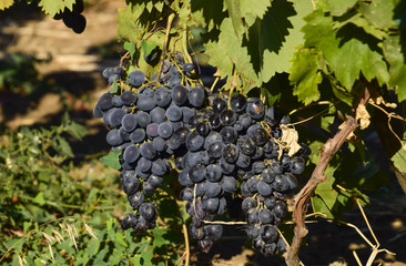 The grape gardens. Cultivation of wine grapes at the Sea of Azov