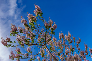 Paulownia plantation treetop, a tree for biomass production against blue sky
