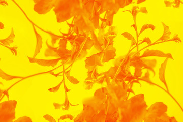 Naklejka na ściany i meble Creative abstract background made of plant leaves on yellow background. Minimal summer exotic concept with copy space. Selective focus.