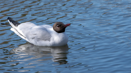 Mewa śmieszka, Larus ridibundus © Dreamnordno