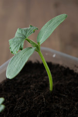 Young and healthy cucumber sprout seedling stands in plastic pots. Cultivation of cucumbers in greenhouse. Cucumber seedlings. Selective focus.