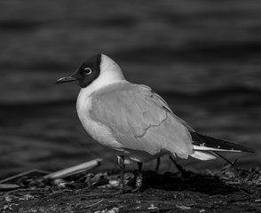 Mewa śmieszka, Larus ridibundus