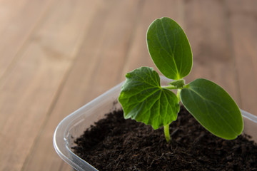 Young and healthy cucumber sprout seedling stands in plastic pots. Cultivation of cucumbers in greenhouse. Cucumber seedlings. Selective focus.