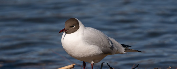 Mewa śmieszka, Larus ridibundus